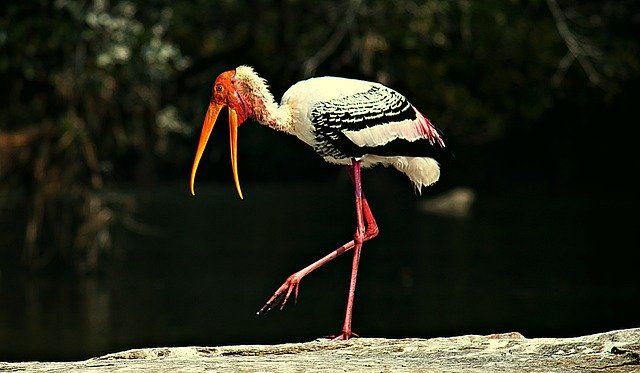 Free download Painted Storks Bird Stork -  free photo or picture to be edited with GIMP online image editor