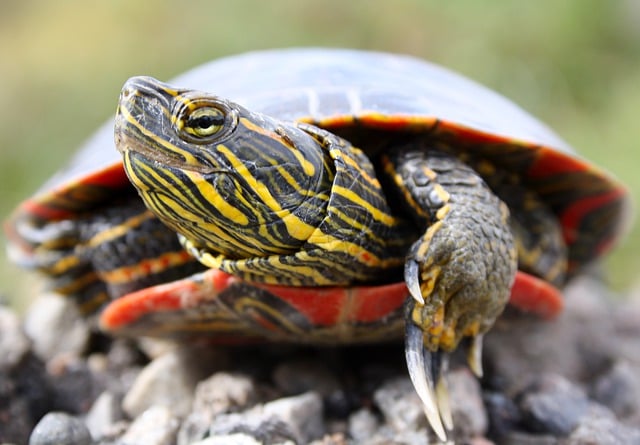 Free download painted turtle turtle reptile free picture to be edited with GIMP free online image editor