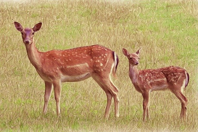 Free download Painting Deer With Fawn Roe -  free illustration to be edited with GIMP free online image editor