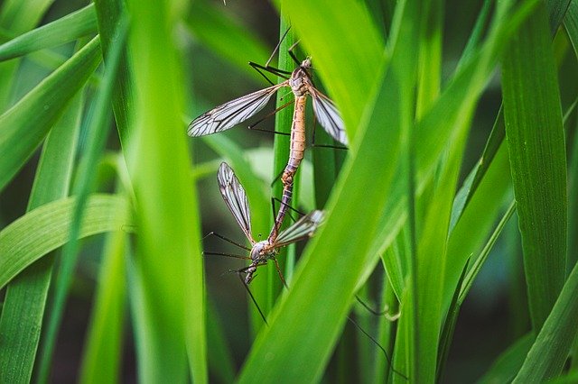 Free download Pairing Insect Mosquitoes -  free photo or picture to be edited with GIMP online image editor