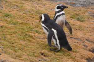 Free download Pair of Penguins on Magdalena Island, Chile free photo or picture to be edited with GIMP online image editor