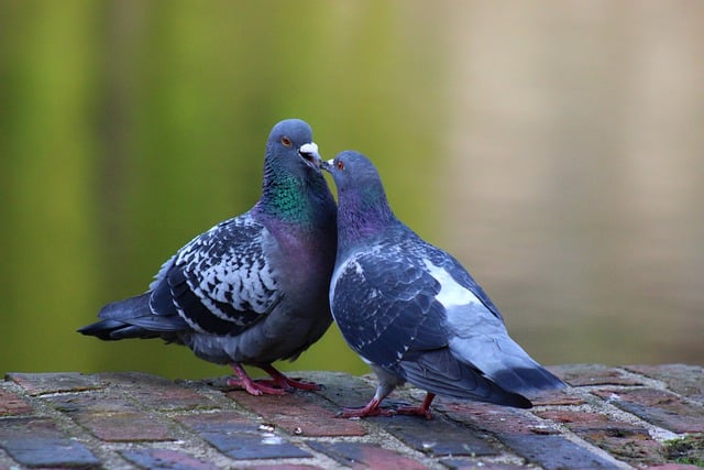 Free download pair of pigeons free picture to be edited with GIMP free online image editor