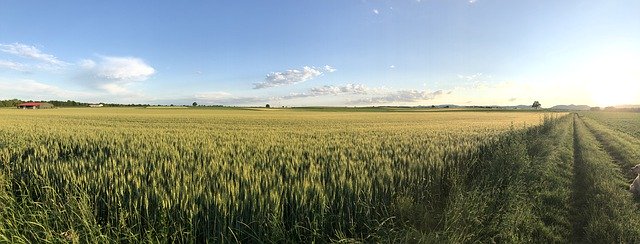 Free download Palatinate Cereals Cornfield -  free photo or picture to be edited with GIMP online image editor