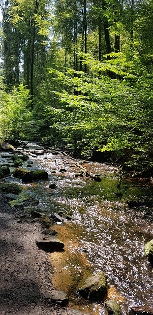 Free download Palatinate Forest Creek Water -  free photo or picture to be edited with GIMP online image editor