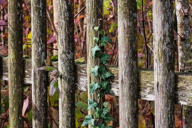 Free download paling garden fence wood ivy free picture to be edited with GIMP free online image editor