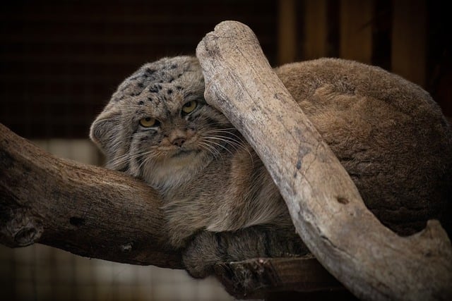 Free download pallas s cat cat feline domestic free picture to be edited with GIMP free online image editor