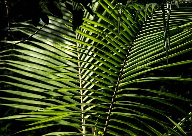 Free download Palm Bangalow Frond Rain -  free photo or picture to be edited with GIMP online image editor