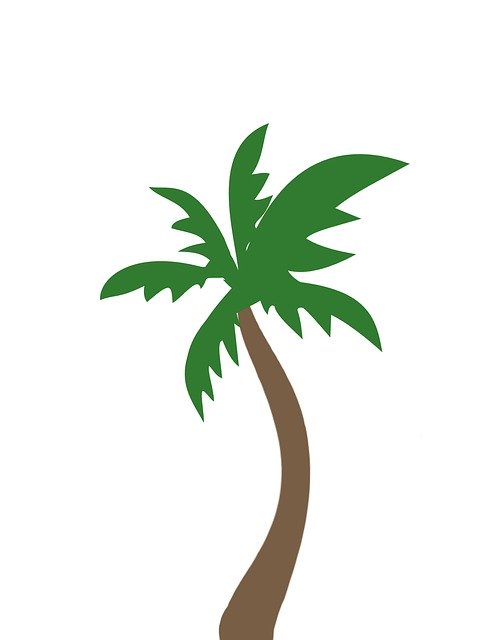 Скачать бесплатно Palm Coconut Tree - бесплатное фото или изображение для редактирования с помощью онлайн-редактора изображений GIMP