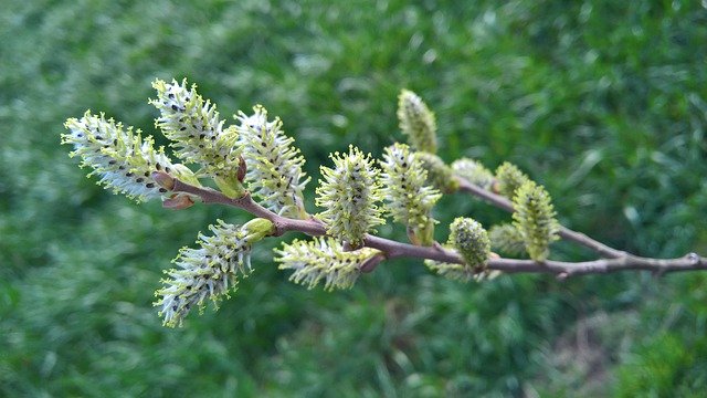 Free download Palm Kitten Blossom Bloom Willow -  free photo or picture to be edited with GIMP online image editor