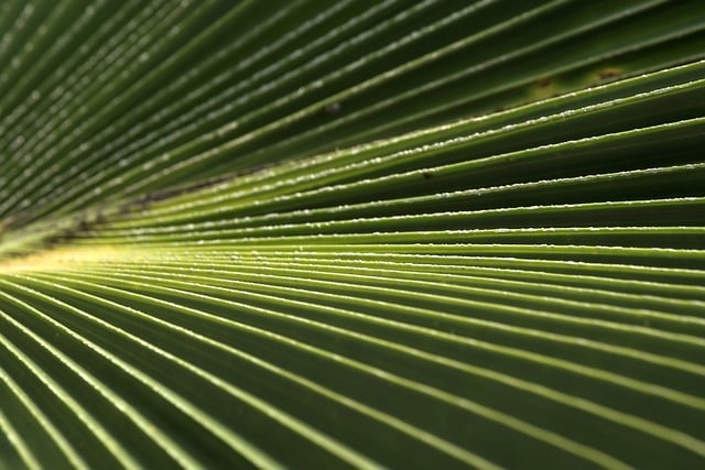 Free download palm leaf beautiful nature free picture to be edited with GIMP free online image editor