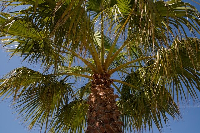 Free download Palm Leaf Branches -  free photo or picture to be edited with GIMP online image editor