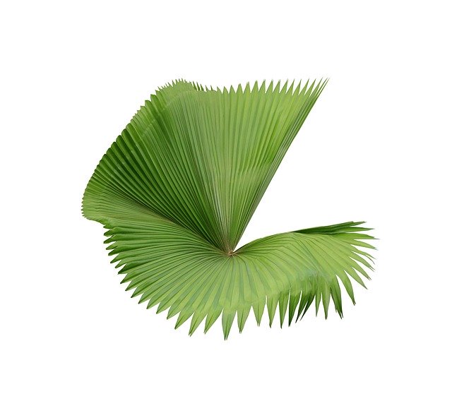 Free download Palm Leaf Green -  free illustration to be edited with GIMP free online image editor