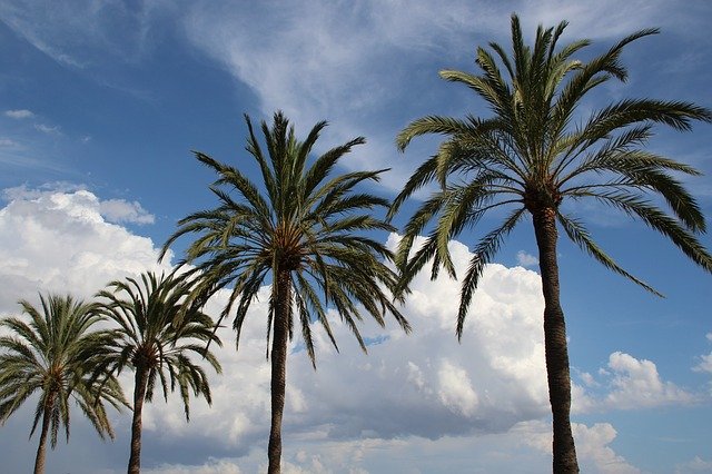 Free download Palm Sky Clouds free photo template to be edited with GIMP online image editor