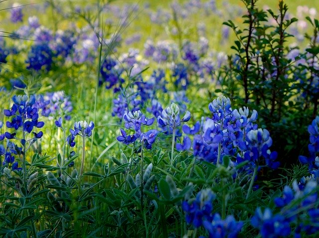 Free download Palm Sunday Blue Bluebonnet -  free photo or picture to be edited with GIMP online image editor