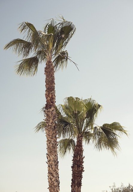 Free download Palm Tree Blue Sky Tropical -  free photo or picture to be edited with GIMP online image editor