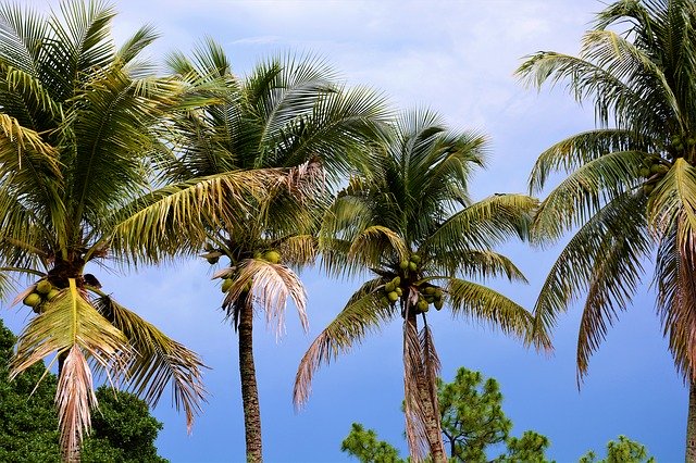 Free download Palm Trees Coconut Coconuts -  free photo or picture to be edited with GIMP online image editor