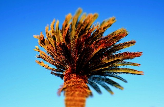 Free download Palm Tree Sky Blue -  free photo or picture to be edited with GIMP online image editor