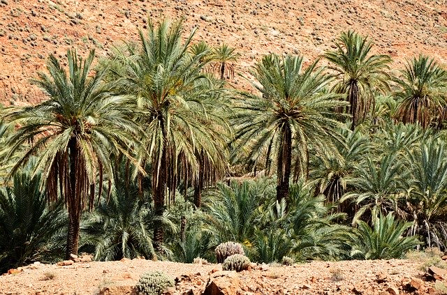 Free download Palm Trees Morocco Marrakech -  free photo or picture to be edited with GIMP online image editor