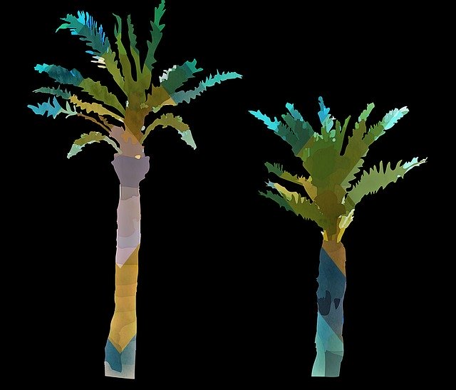 Free download Palm Trees Palms -  free illustration to be edited with GIMP free online image editor