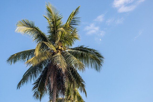 Free download Palm Trees Paradise Sky -  free photo or picture to be edited with GIMP online image editor