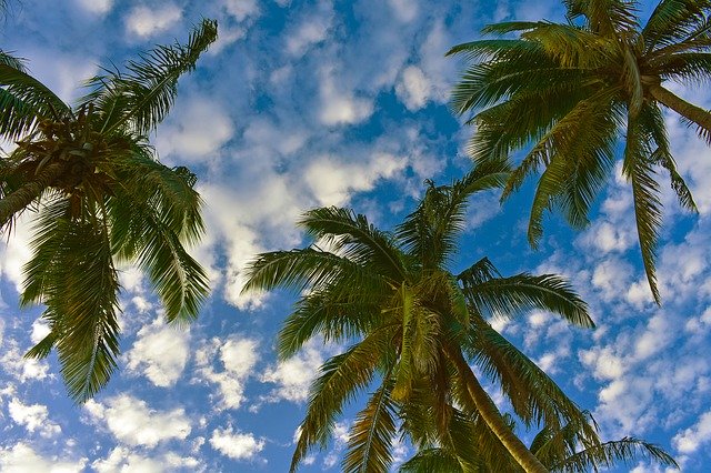 Free download Palm Trees Sky Clouds -  free photo or picture to be edited with GIMP online image editor