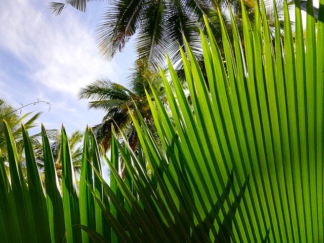 Free download Palm Trees Sky Tropical -  free photo or picture to be edited with GIMP online image editor