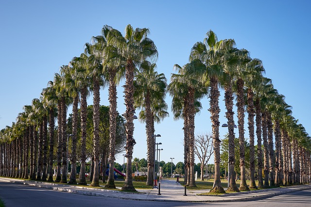 Free download palm trees tropical nature summer free picture to be edited with GIMP free online image editor