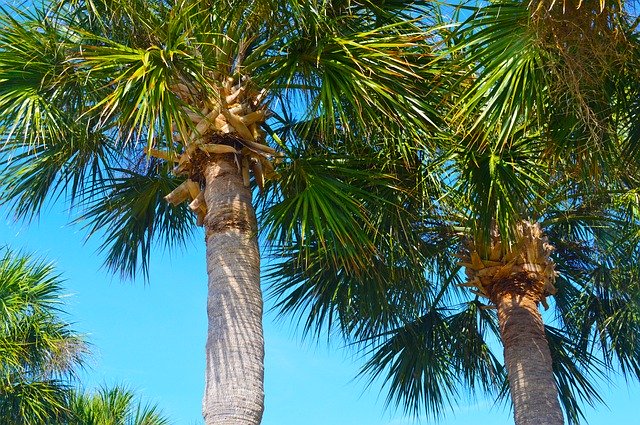 Free download Palm Trees Tropical Sky -  free photo or picture to be edited with GIMP online image editor