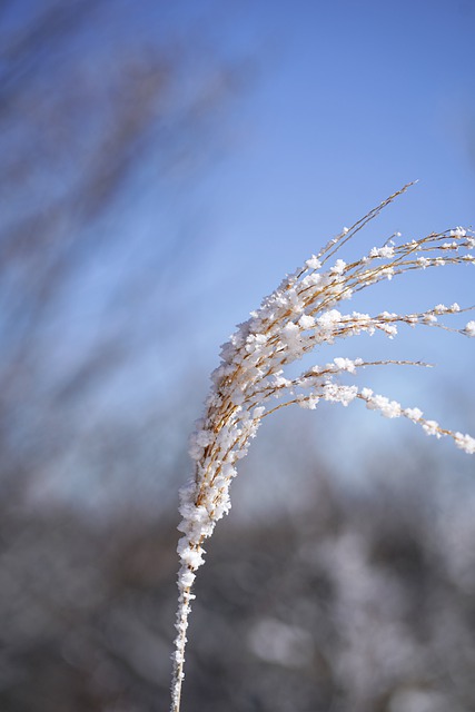 Free download pampas snow winter frost nature free picture to be edited with GIMP free online image editor