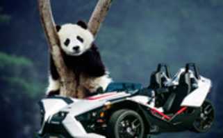 Free download Panda Background And White Slingshot free photo or picture to be edited with GIMP online image editor