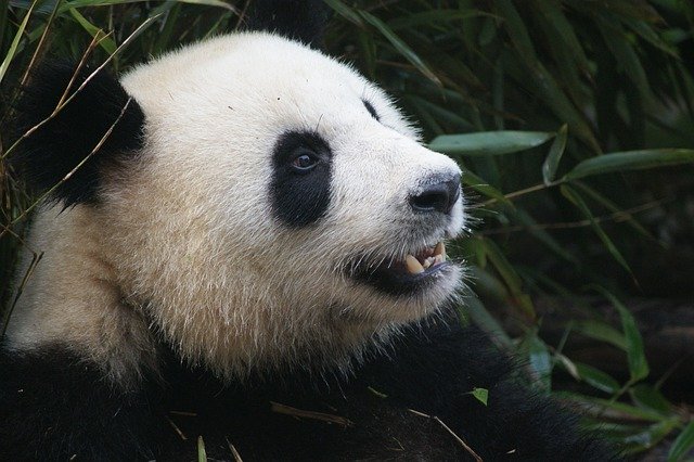 Free download panda bear black white china ch free picture to be edited with GIMP free online image editor