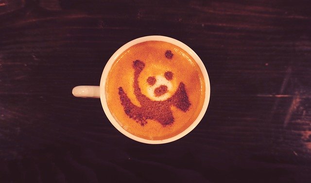 تنزيل Panda Bear Coffee مجانًا - صورة أو صورة مجانية ليتم تحريرها باستخدام محرر الصور عبر الإنترنت GIMP