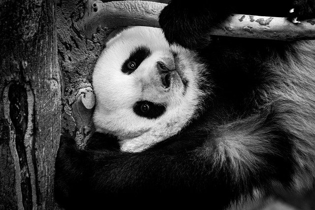 Free download Panda Giant Zoo -  free photo or picture to be edited with GIMP online image editor