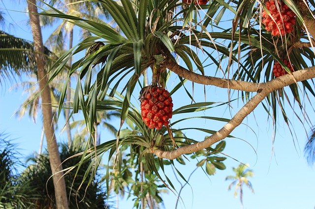 Free download Pandan Thailand Natura -  free photo or picture to be edited with GIMP online image editor