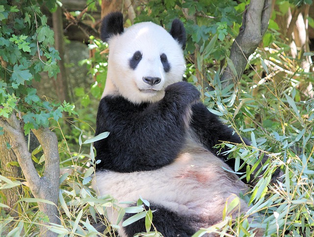 Free download Panda Sitting Bamboo free photo template to be edited with GIMP online image editor