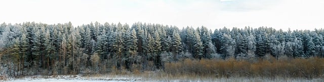 Free download panorama forest winter landscape free picture to be edited with GIMP free online image editor