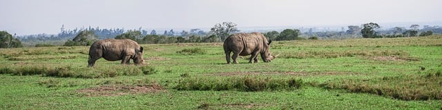 Free download panorama rhinos few wolf down free picture to be edited with GIMP free online image editor