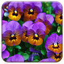 Pansies  screen for extension Chrome web store in OffiDocs Chromium