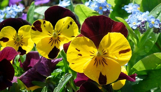 Free download Pansies Flowers Spring -  free photo or picture to be edited with GIMP online image editor