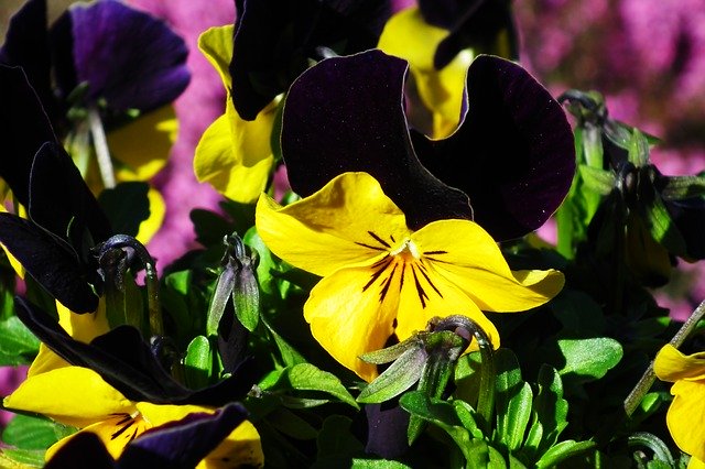 Free download Pansies Spring Nature -  free photo or picture to be edited with GIMP online image editor