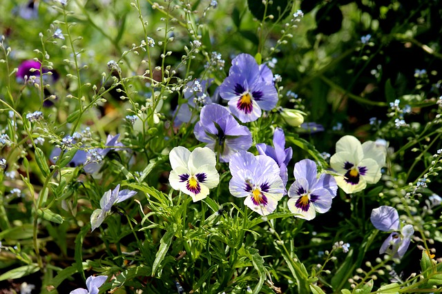 Free download pansies violet viola tricolor free picture to be edited with GIMP free online image editor