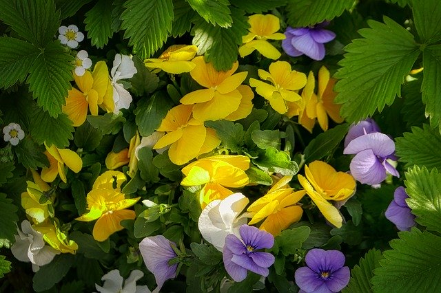 Free download Pansy 400–500 Blossom -  free photo or picture to be edited with GIMP online image editor