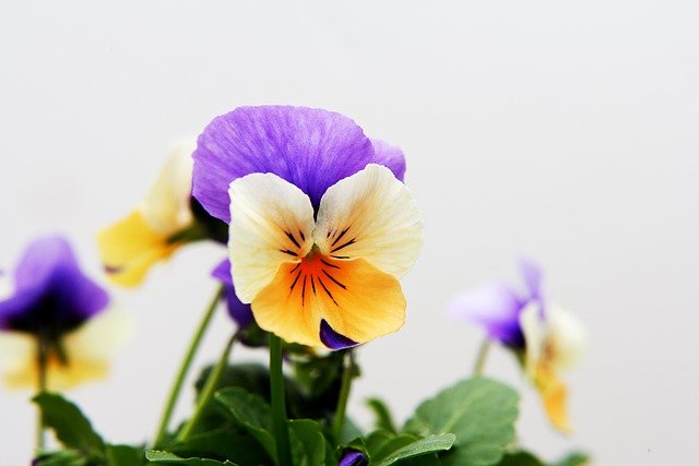 Free download pansy also i pretty plant natural free picture to be edited with GIMP free online image editor