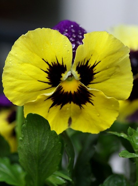 Free download Pansy Coloring Wet -  free photo or picture to be edited with GIMP online image editor