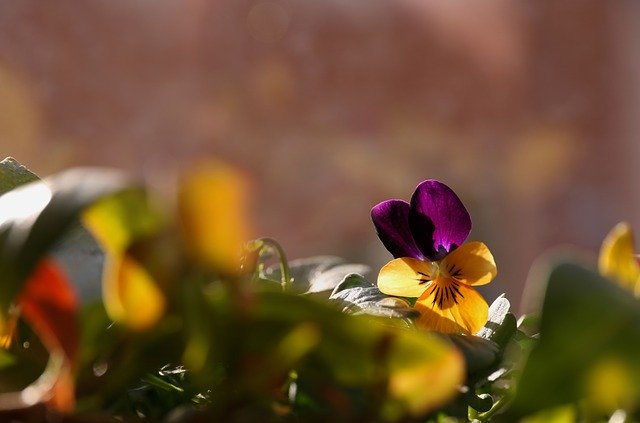 Free download Pansy Flower Bloom -  free photo or picture to be edited with GIMP online image editor