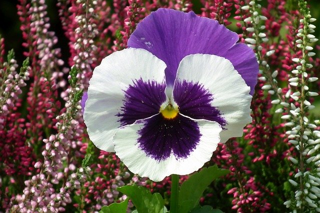 Free download Pansy Flower Colored -  free photo or picture to be edited with GIMP online image editor