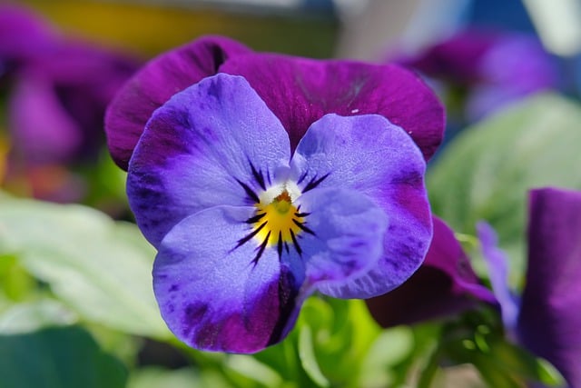 Free download pansy flower floral background free picture to be edited with GIMP free online image editor