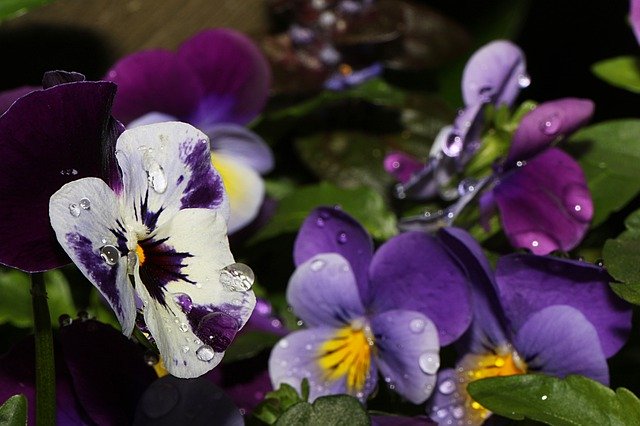 Free download Pansy Flower Macro -  free photo or picture to be edited with GIMP online image editor