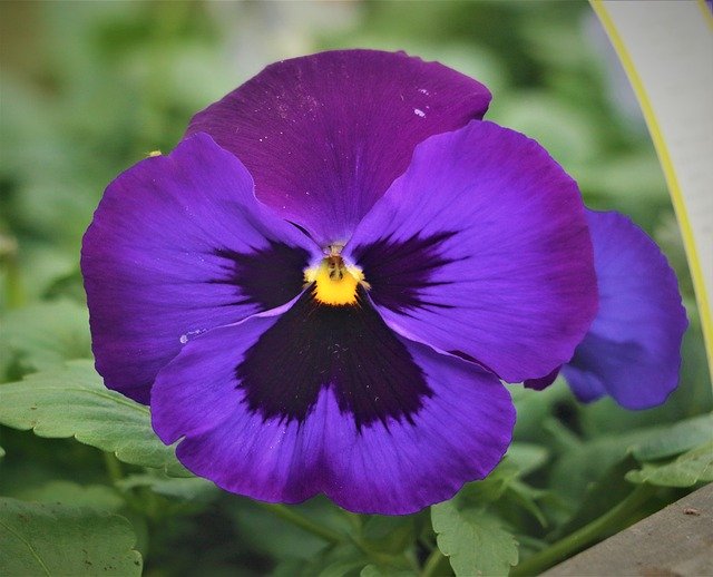 Free download Pansy Flower Plant -  free photo or picture to be edited with GIMP online image editor