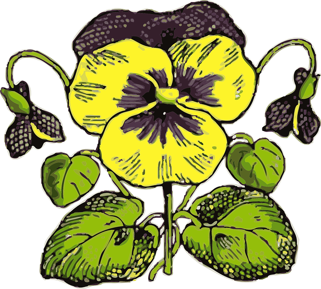 Free download Pansy Flower Plant - Free vector graphic on Pixabay free illustration to be edited with GIMP free online image editor